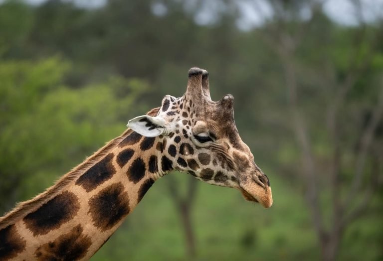 Wondering if Uganda is safe for a safari? Learn about wildlife, health, road safety, and travel tips for a secure and unforgettable Uganda safari.