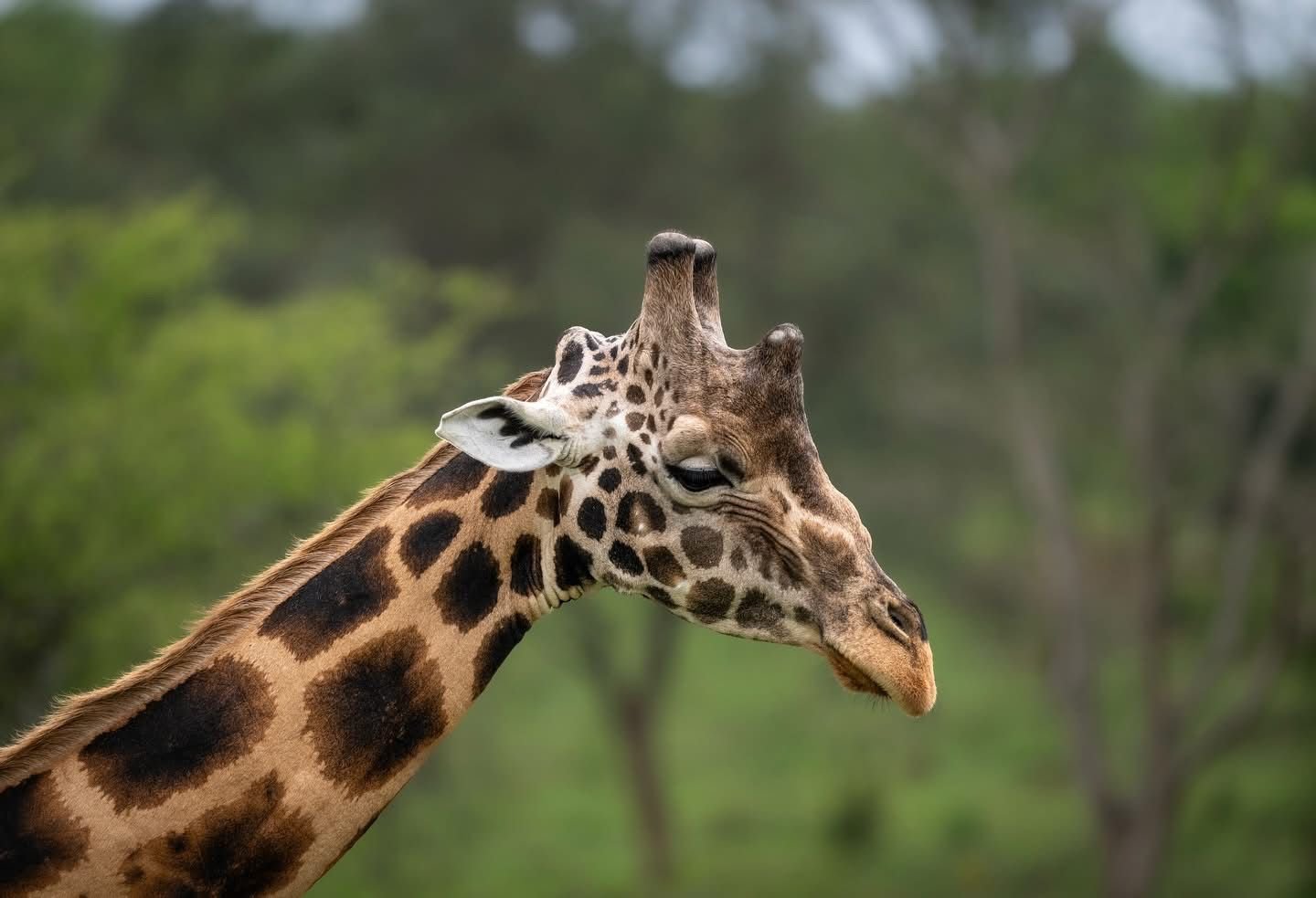 Wondering if Uganda is safe for a safari? Learn about wildlife, health, road safety, and travel tips for a secure and unforgettable Uganda safari.