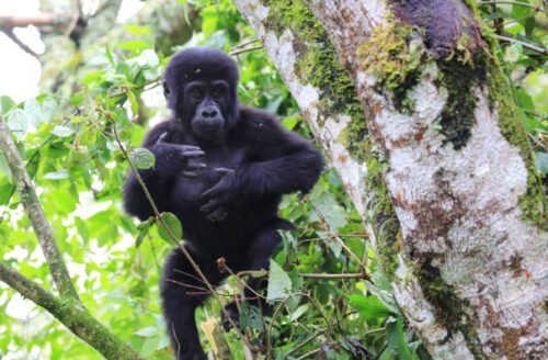 Gorilla trekking, rwanda