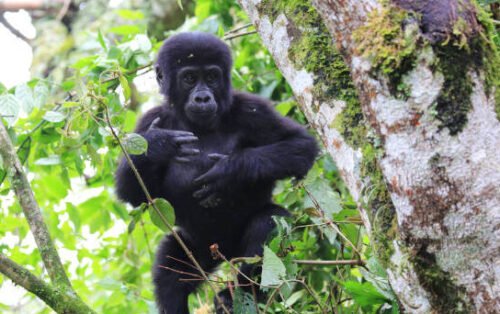 Gorilla trekking
