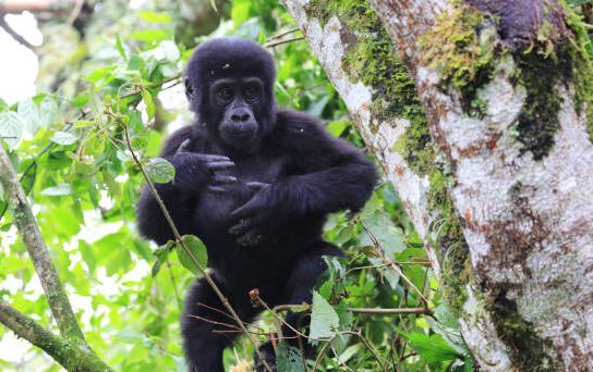 Gorilla trekking