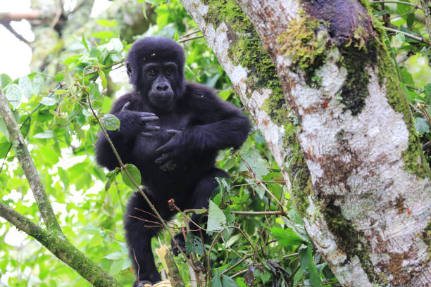 Gorilla trekking