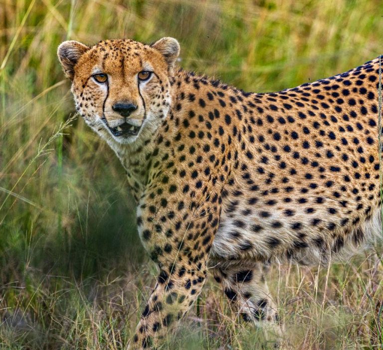 Wildlife Safaris in Uganda