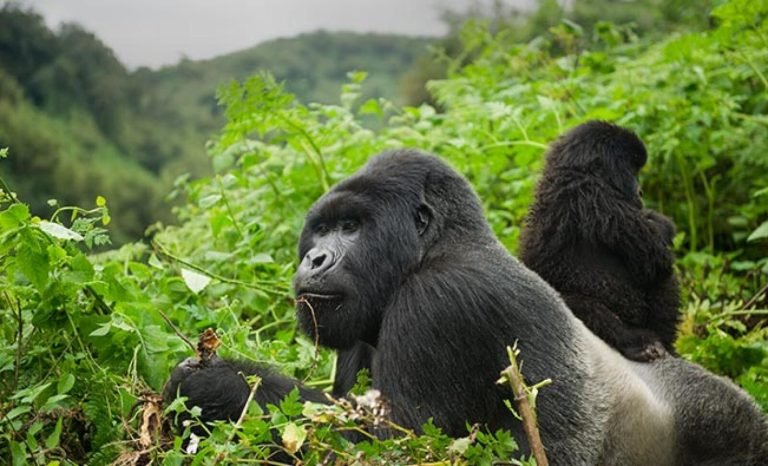 Is Gorilla Trekking Worth the Cost? Uganda Guide