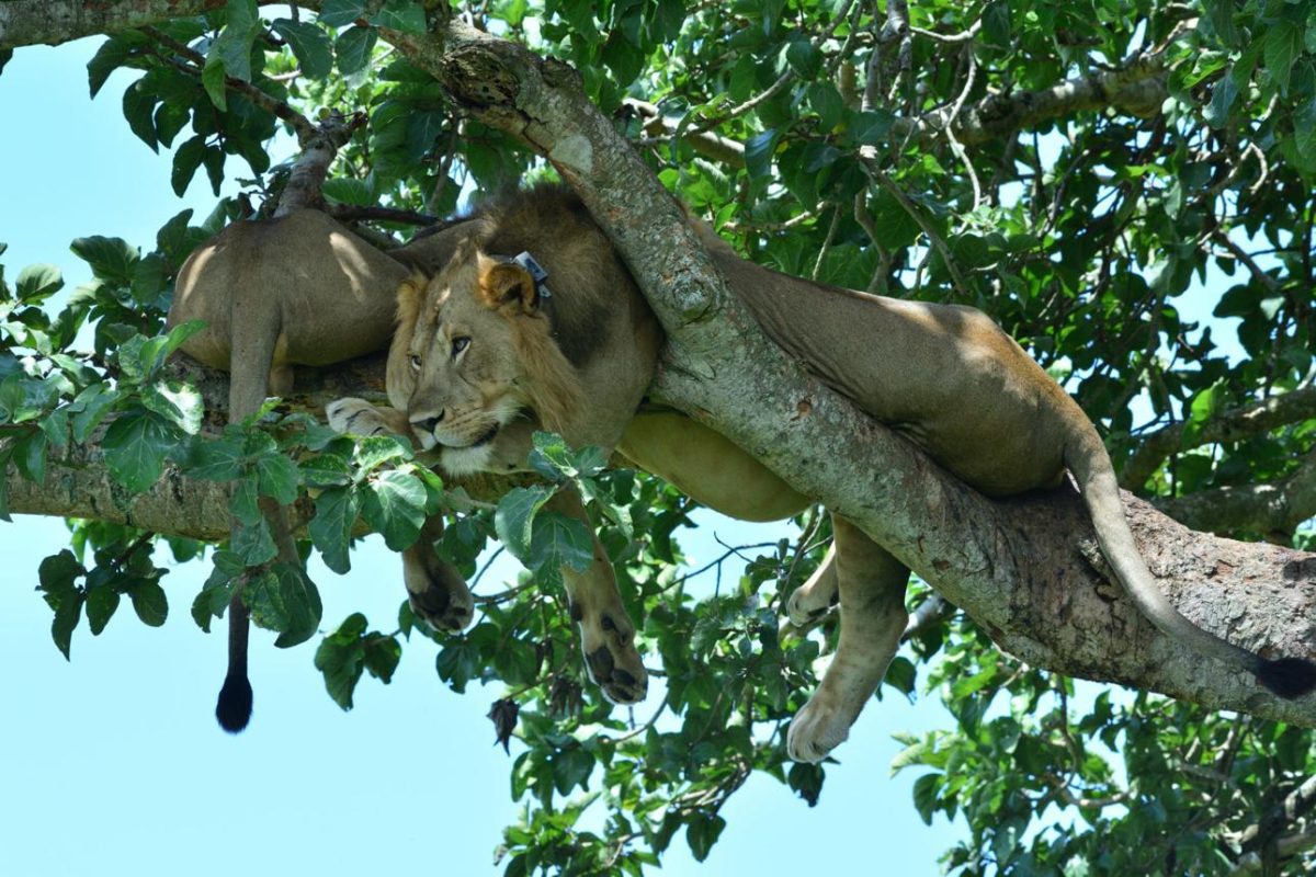 queen Elizabeth national park Safari