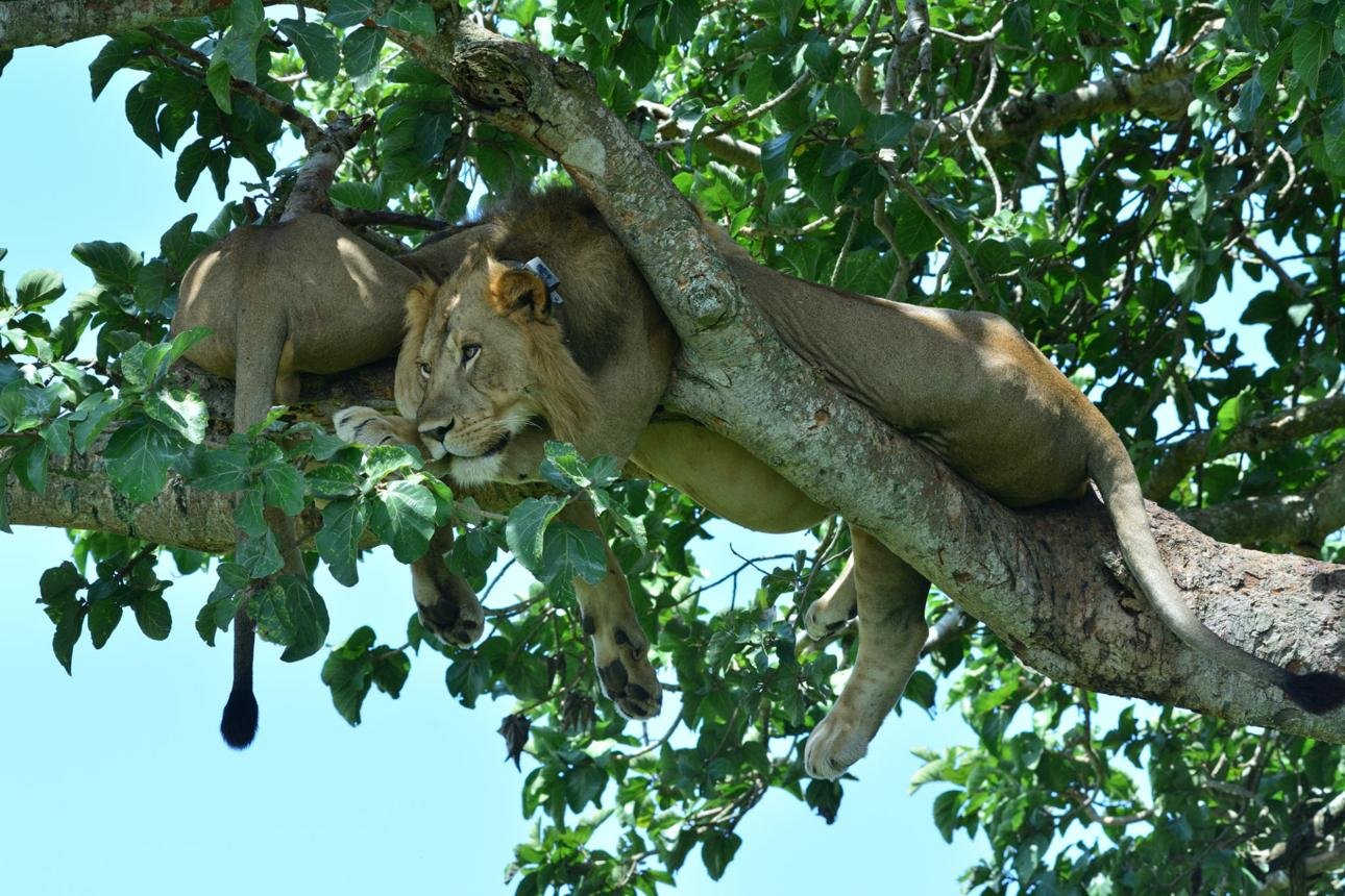 3-Day Queen Elizabeth National Park Safari