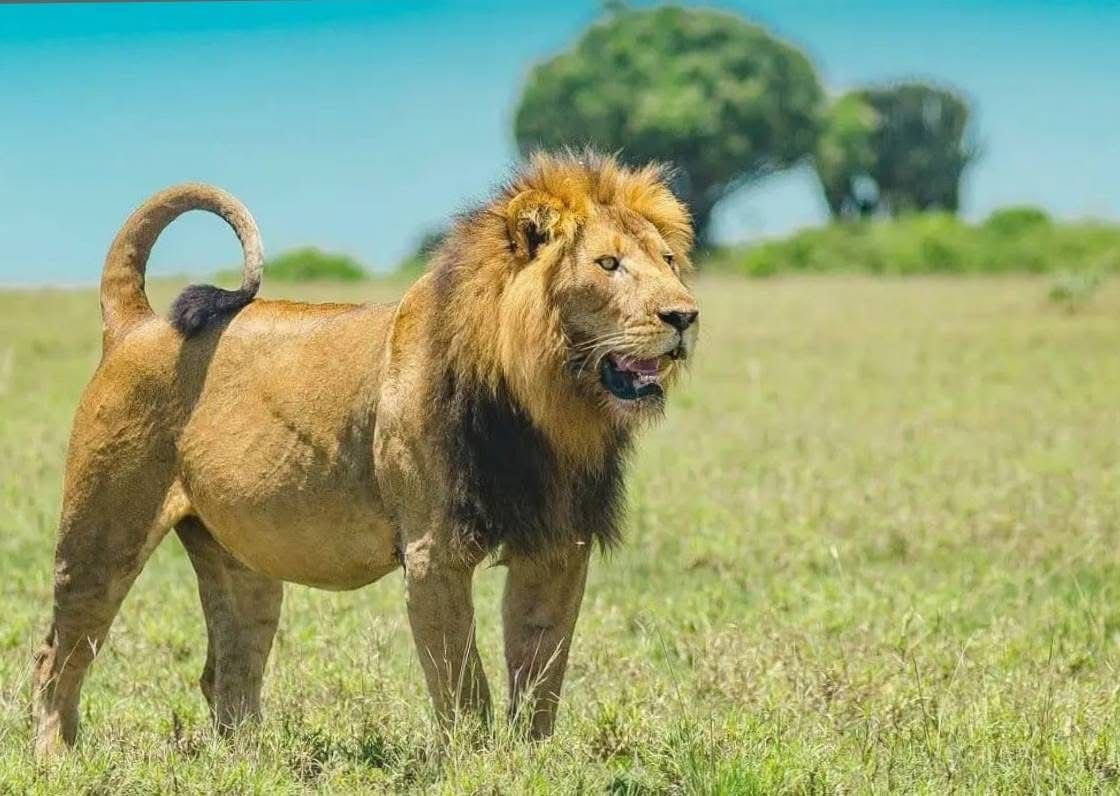 4-Day Akagera & Nyungwe Safari