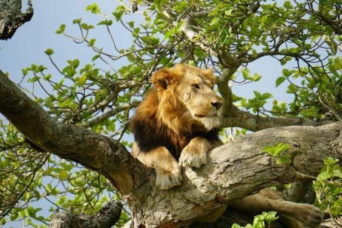 Kidepo Valley National Park