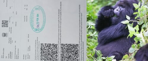 Uganda gorilla safari permits - cross-border gorilla trekking from Kigali