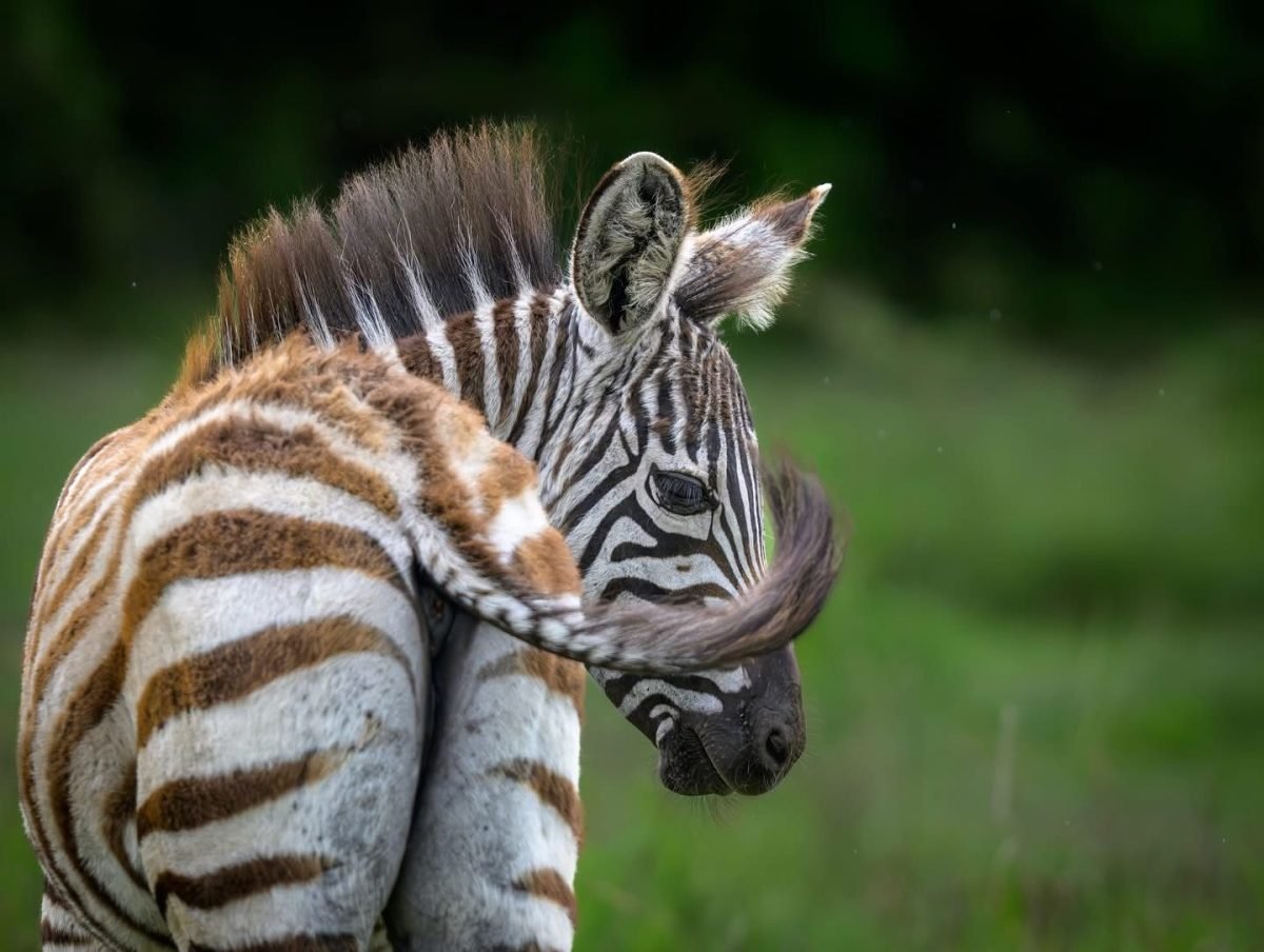 Tailor-made Rwanda Safari Packages