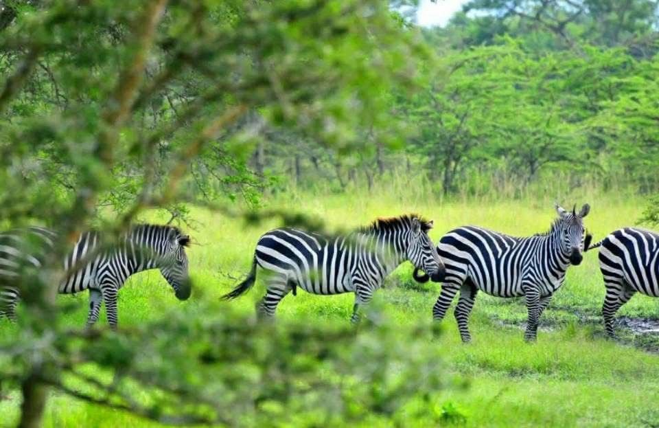 Explore Tanzania on a 10 Days Tanzania Tour featuring Serengeti, Ngorongoro, Tarangire, wildlife game drives, and unforgettable safari experiences.