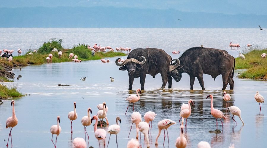 Hell's Gate and Lake Naivasha