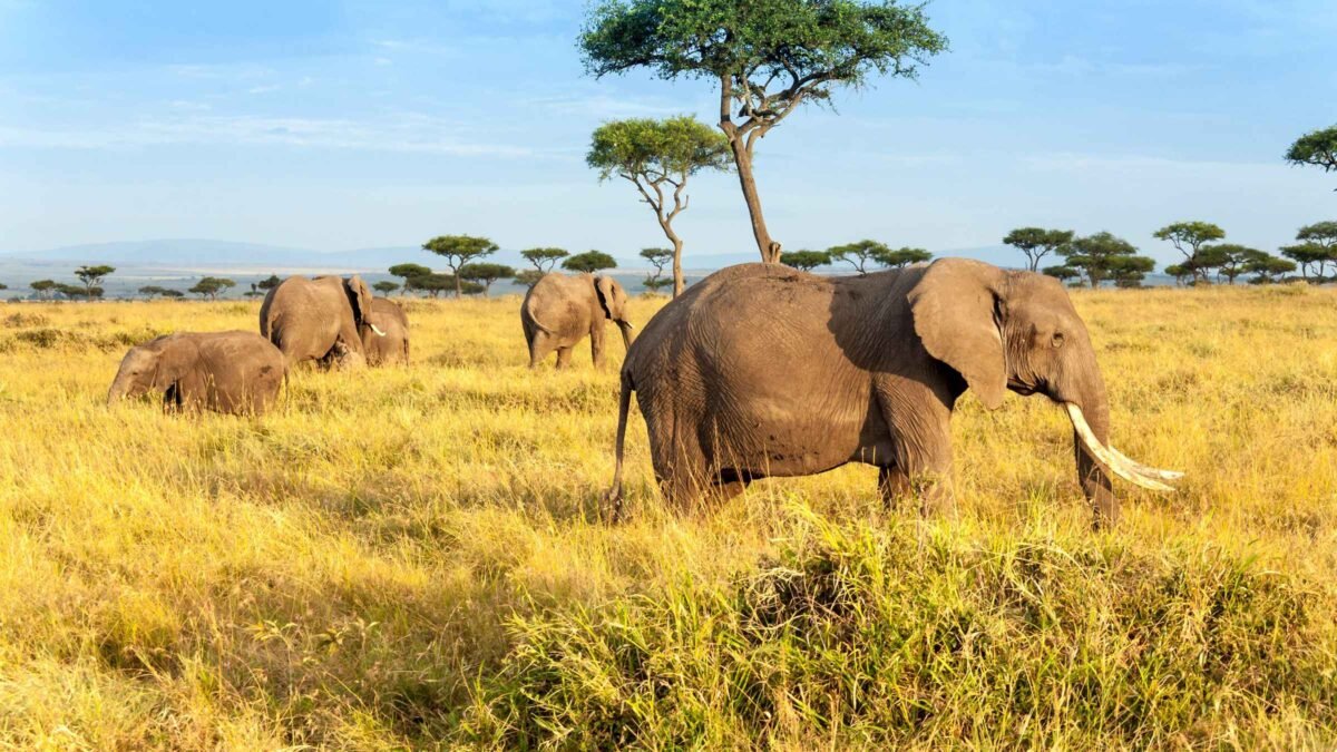 Kidepo Valley National Park