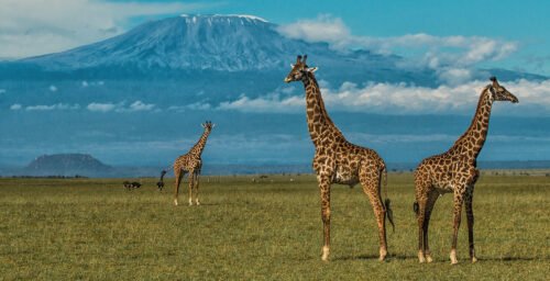 6-Day Maasai Mara and Amboseli Safari