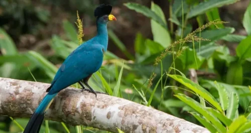 https://socialenterprise.ug/directory-fuse_busines/business/kibale-association-for-rural-and-environmental-development-kafred/