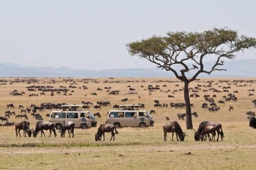 Maasai Mara - Great Wildebeest Migration