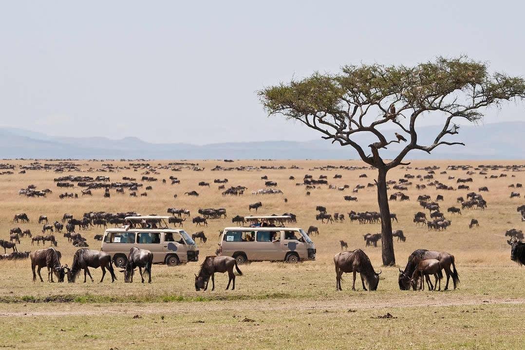 Masai Mara National Reserve is to witness the annual Great Wildebeest Migration.