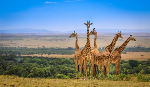 2-Day Maasai Mara Safari from Nairobi