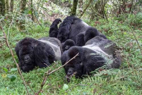 Jungle Safaris to Try in Uganda
