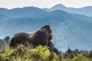 Learn everything about the Uganda gorilla permit, including permit prices, how to book, what's included, age limits, and the best time to visit Bwindi and Mgahinga.