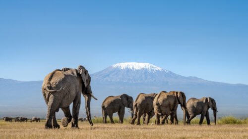 Amboseli National Park