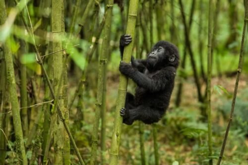 Buhoma National Park