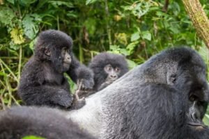 Rushaga Sector of Bwindi