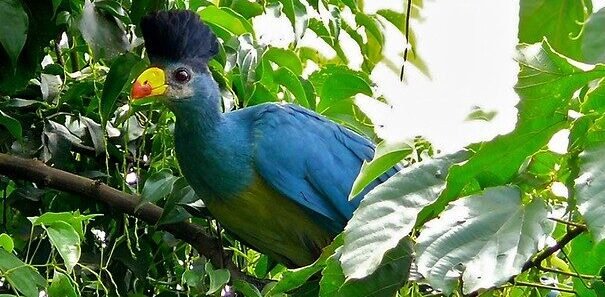 A close-up of a Great Blue Turaco perched on a papyrus stem with blurred lush green wetland in the background.