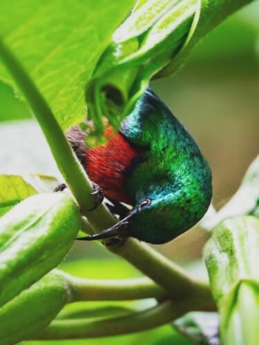 10-Day Rwanda Bird Watching Safari itinerary