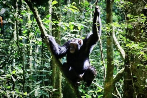 Can You Combine Gorilla Trekking with Chimpanzee Trekking?