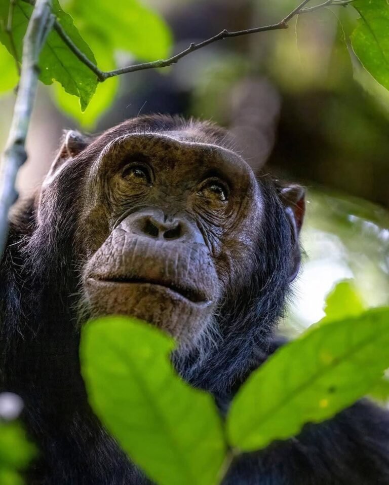 Can You Combine Gorilla Trekking with Chimpanzee Trekking?