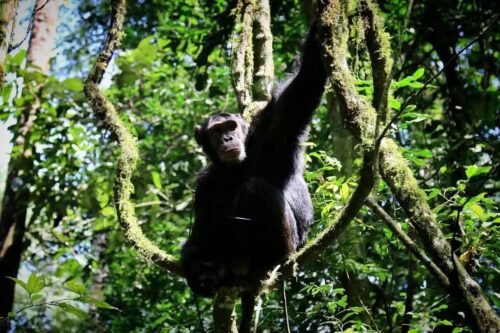 Chimpanzee in a tree in Kibale