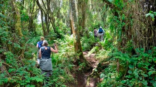 Nyungwe forest trail