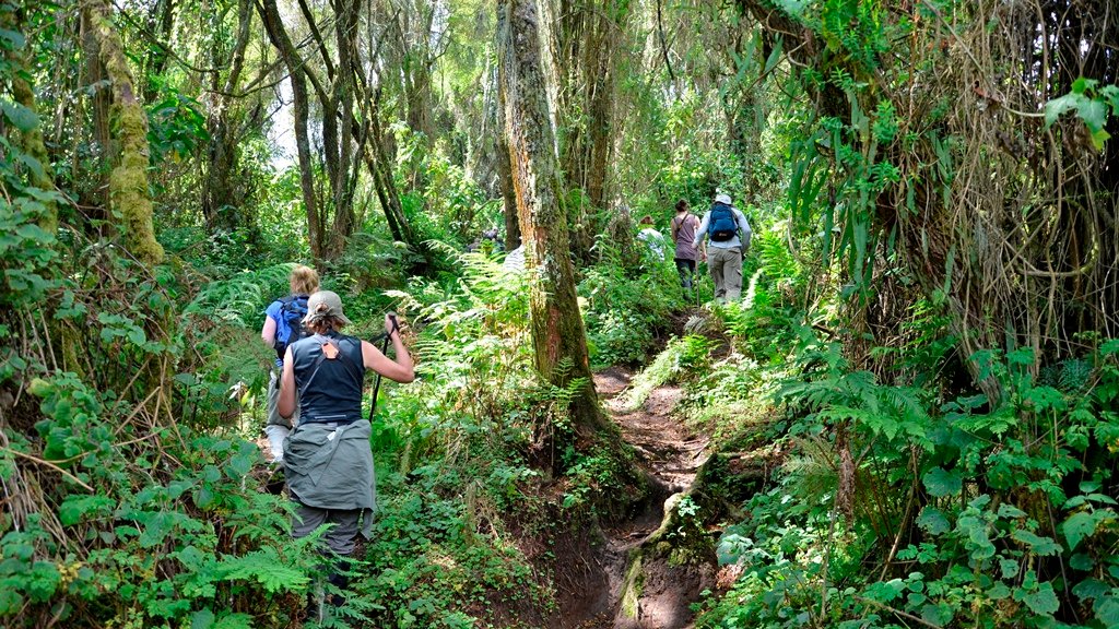 Dry Season vs Rainy Season Safaris in Uganda.