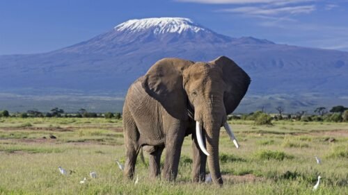 1-Day Amboseli Safari from Nairobi