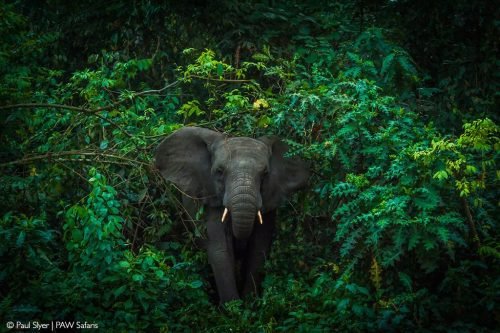 Elephant in Queen Elizabeth NP