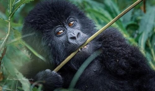 Bwindi National Park