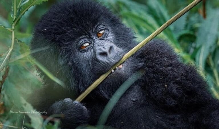 Bwindi National Park, Buhoma National Park
