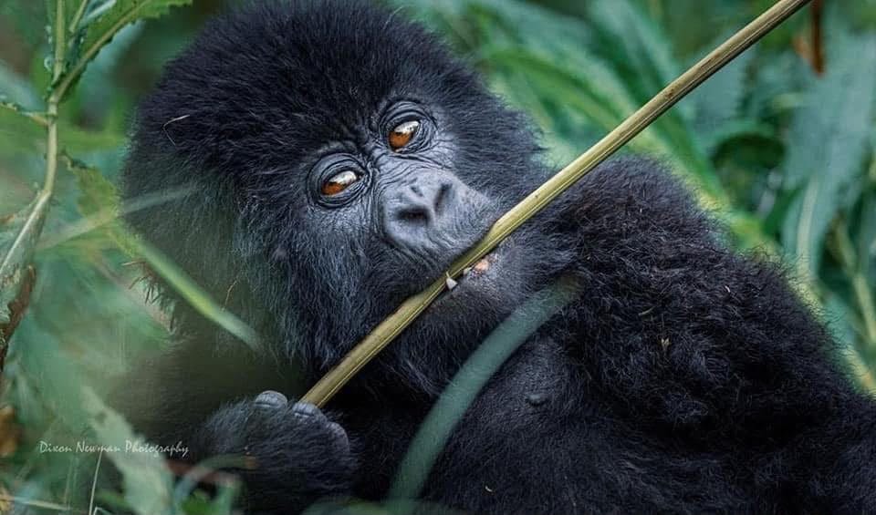Bwindi National Park