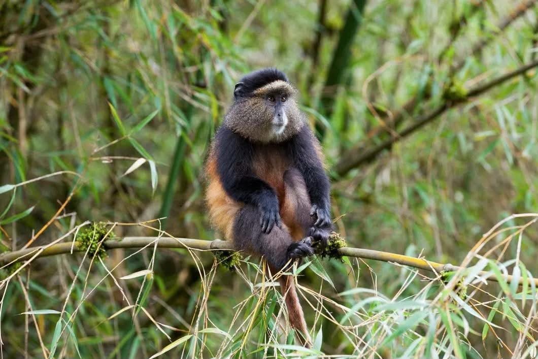 Family Safaris in East Africa: Create Unforgettable Memories Together