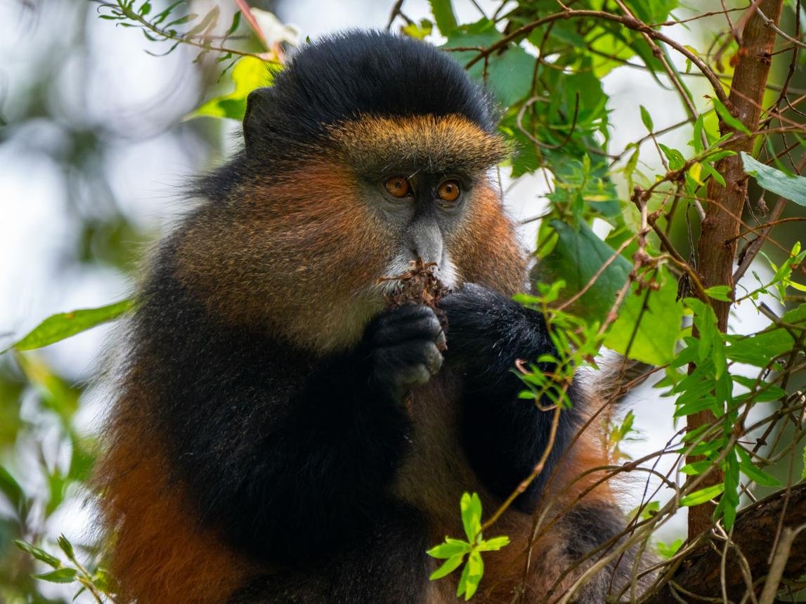 Uganda Gorilla Permit | Cost, Booking & Rules