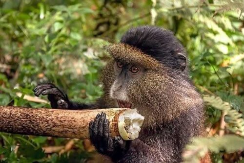 1-Day Rwanda Golden Monkey Trekking Tour