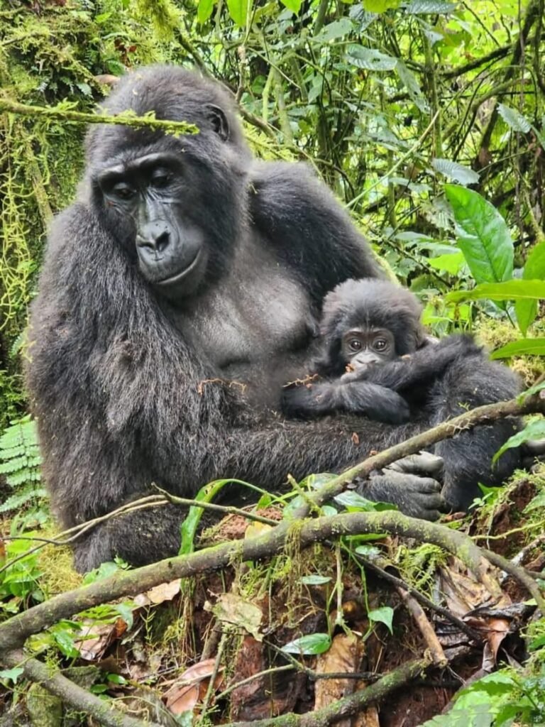 Rushaga Sector of Bwindi: What You Need to Know