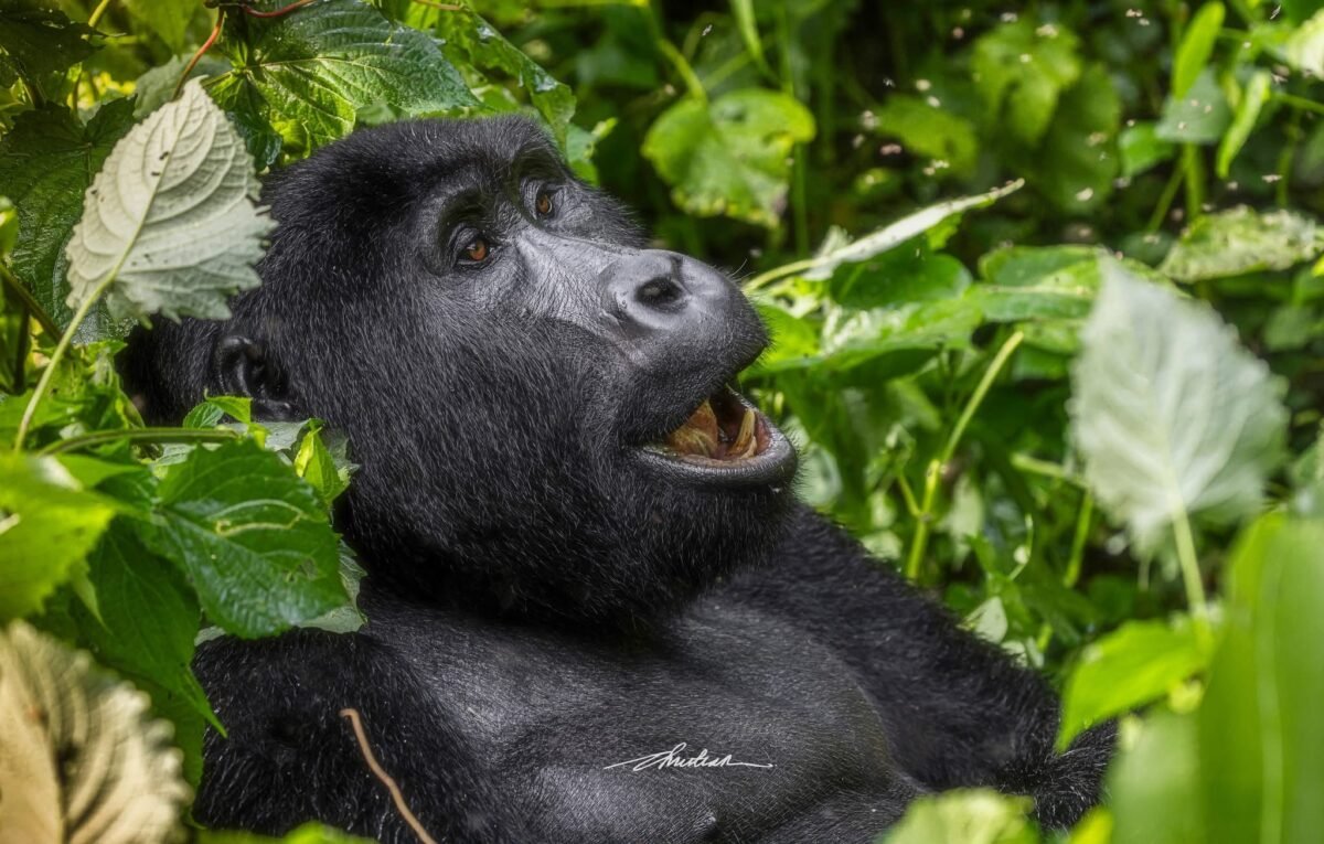 Things to Know Before Your First Gorilla Trek in Rwanda