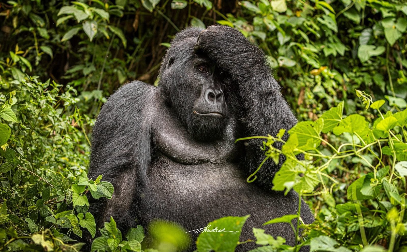 Volcanoes National Park, How Hard Is Gorilla Trekking in Rwanda, Really?