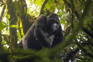Solo Travel Guide