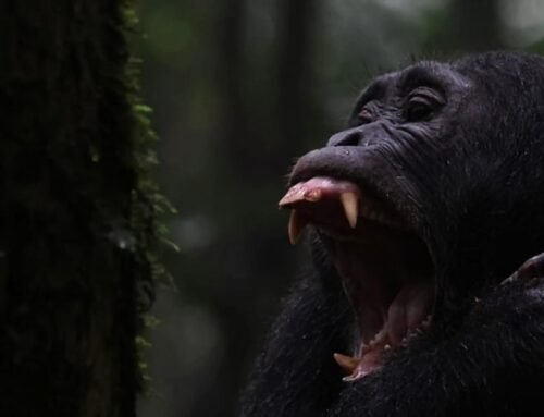 A Day in the Forest: What a Luxury Gorilla Trek Feels Like