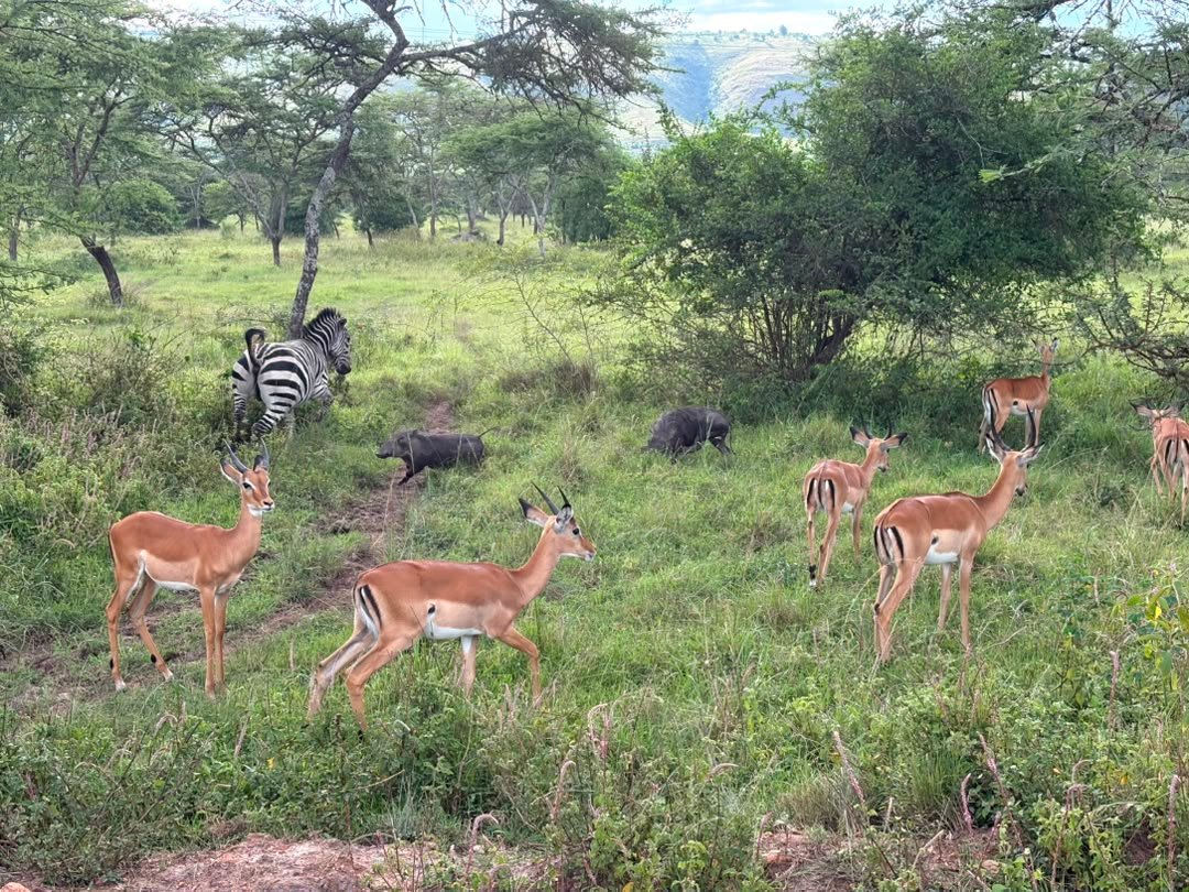 Dry Season vs Rainy Season Safaris in Uganda.