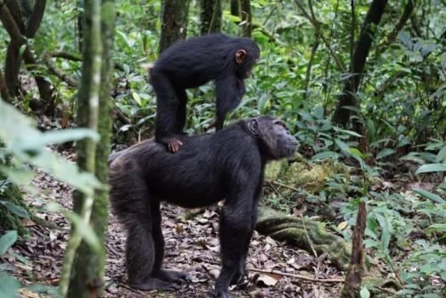 5-Day Bwindi & Kibale Safari