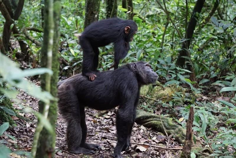 Little chimp on the back